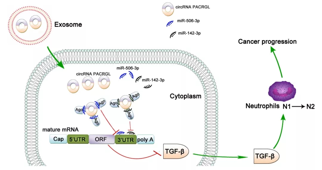 Molecular Cancer丨外泌体RNA测序助力发现circPACRGL促进CRC进展的分子机制
