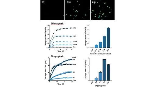 干货分享 | 神经细胞表型分析必读