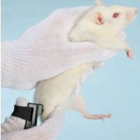 大鼠关节疼痛测试仪,小鼠关节疼痛测试仪,动物关节疼痛测量仪