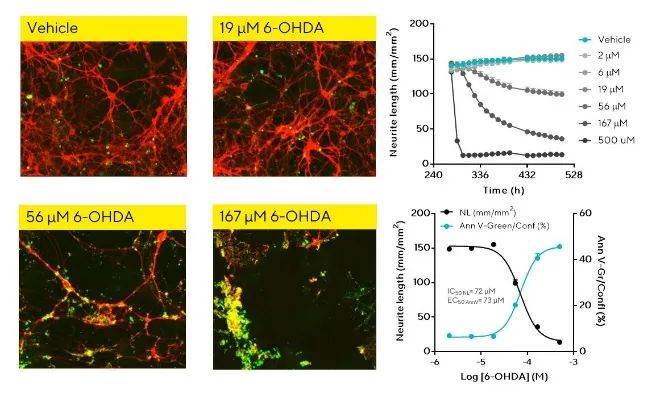 干货分享 | 神经细胞表型分析必读