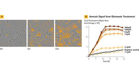 干货分享 | 神经细胞表型分析必读