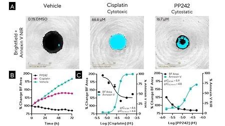 干货分享 | 神经细胞表型分析必读