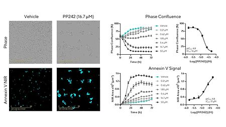 干货分享 | 神经细胞表型分析必读
