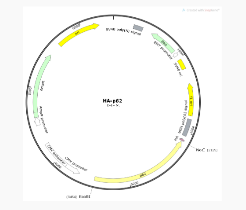 HA-p62人源基因质粒