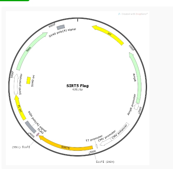SIRT5 FLAG人源基因质粒