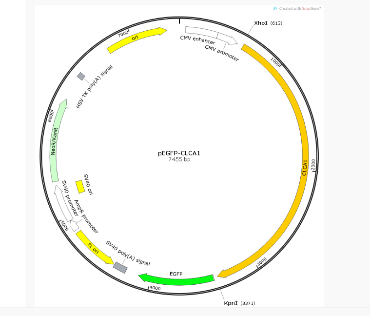 pEGFP-CLCA1人源基因质粒