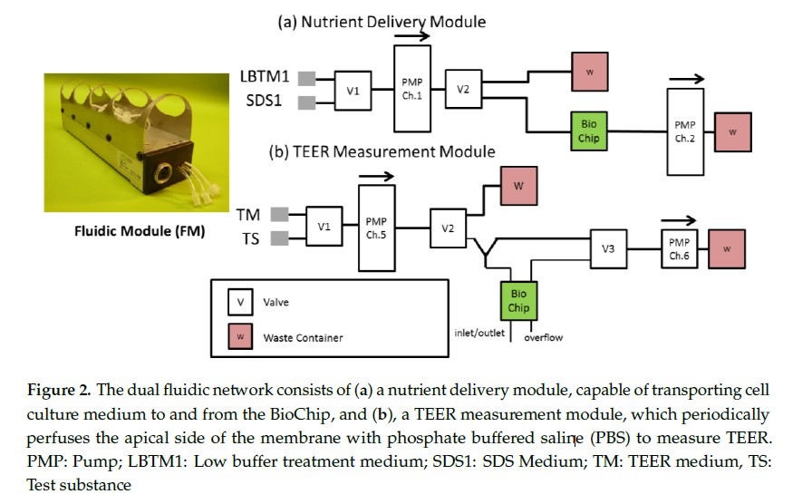 类器官代谢分析仪:实时监测皮肤类器官的细胞层电阻和细胞外酸化率