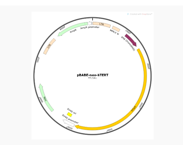 pBABE-neo-hTERT人源基因逆病毒质粒
