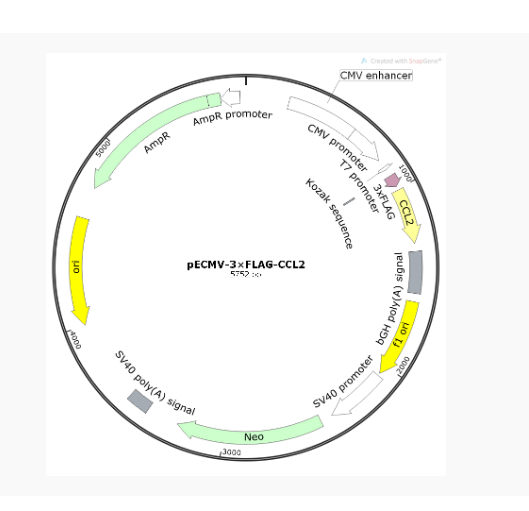 pECMV-3×FLAG-CCL2人源基因质粒