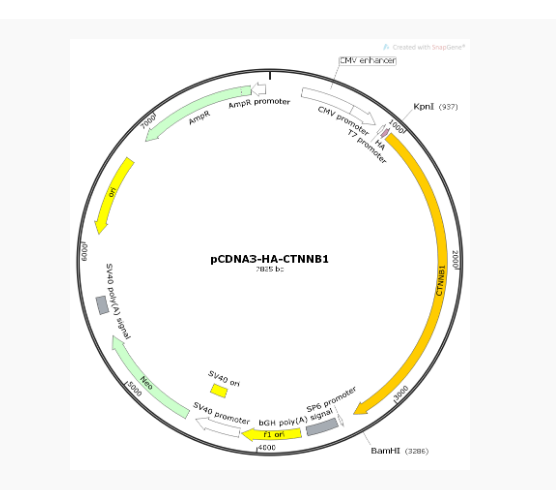 pCDNA3-HA-CTNNB1人源基因质粒