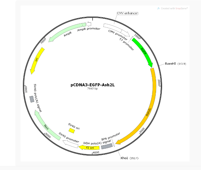 pCDNA3-EGFP-Ash2L人源基因质粒