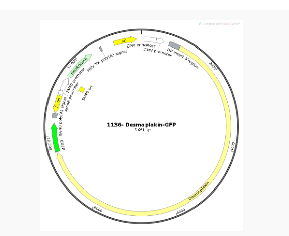 1136- Desmoplakin-GFP人源基因质粒