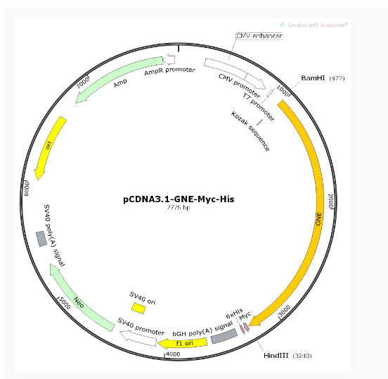 pCDNA3.1-GNE-Myc-His人源基因质粒