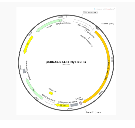 pCDNA3.1-EEF2-Myc-6×His人源基因质粒