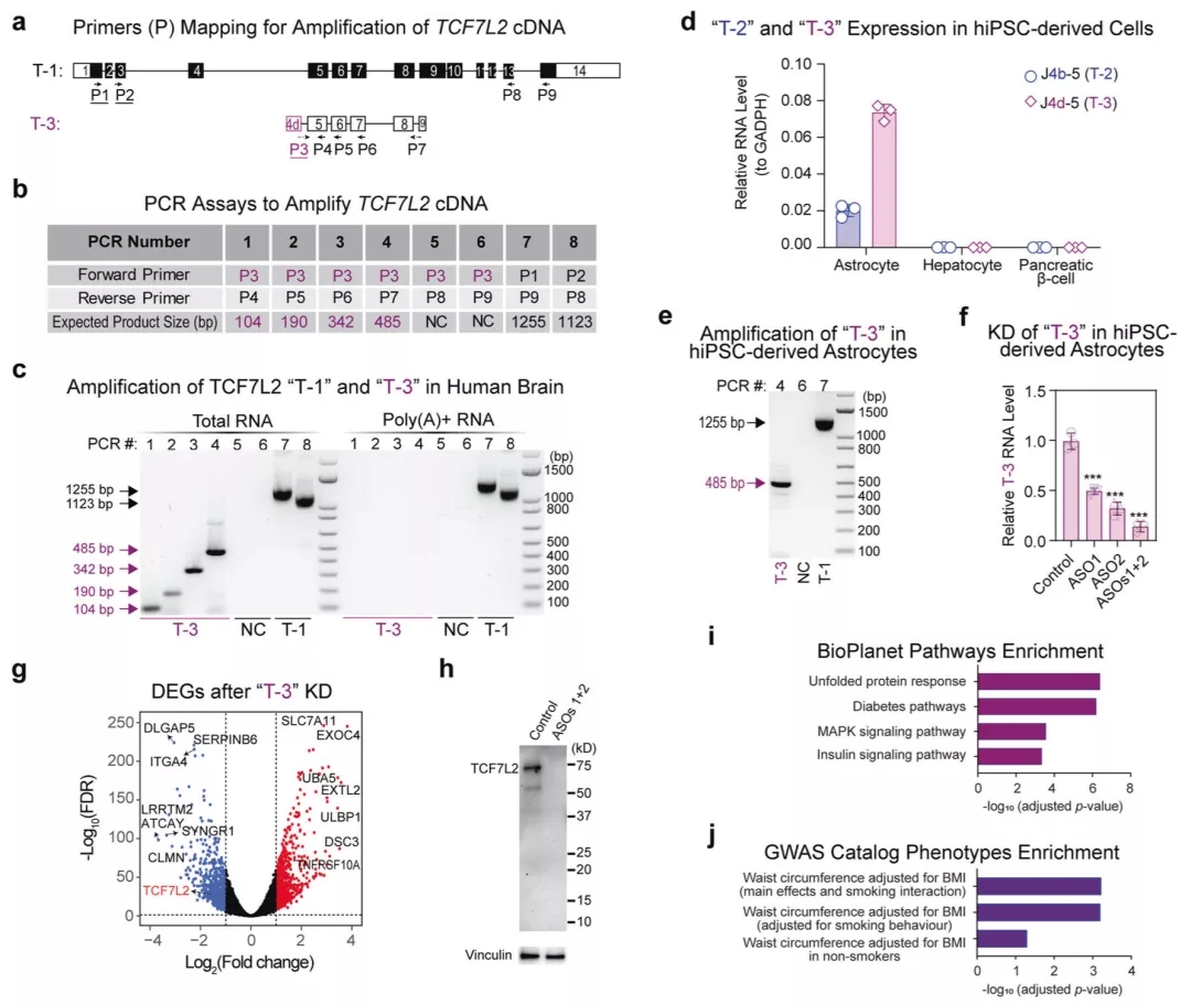 lncRNA新研究进展盘点（20210929）