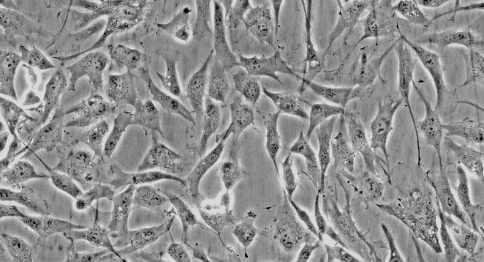 原代细胞培养分离注意事项