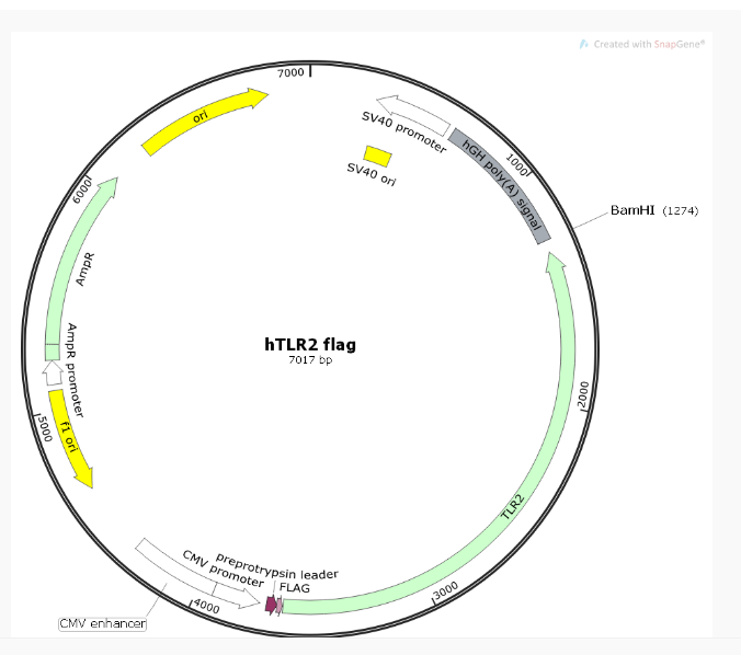 hTLR2 FLAG人源基因质粒