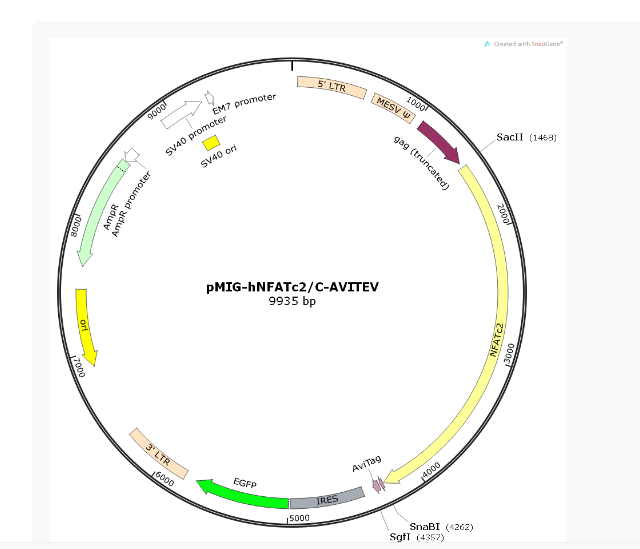 pMIG-hNFATc2/C-AVITEV人源基因质粒