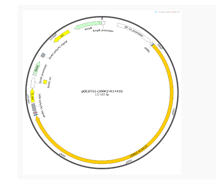 pDEST51-LRRK2-R1441G人源基因质粒
