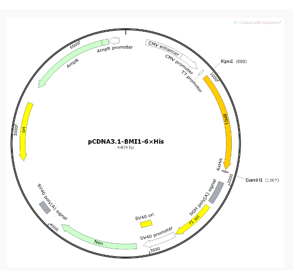 pCDNA3.1-BMI1-6×His人源基因质粒