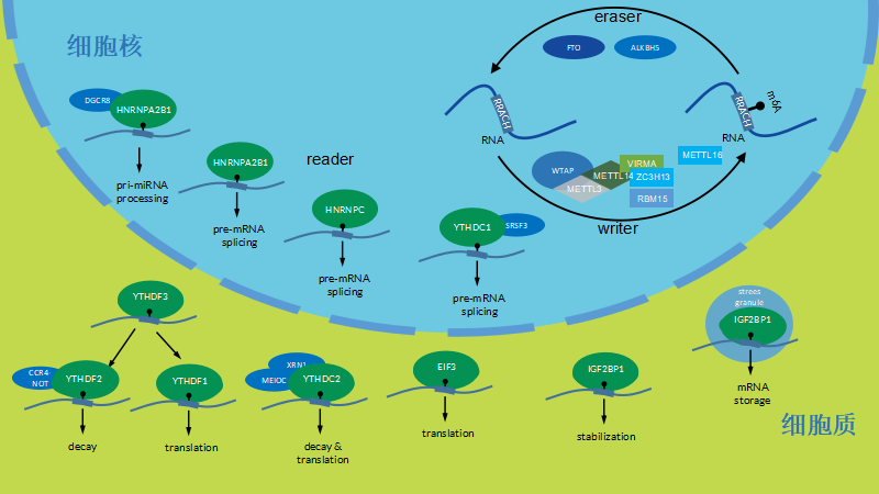 你想要的RNA m6A研究工具全在这里！