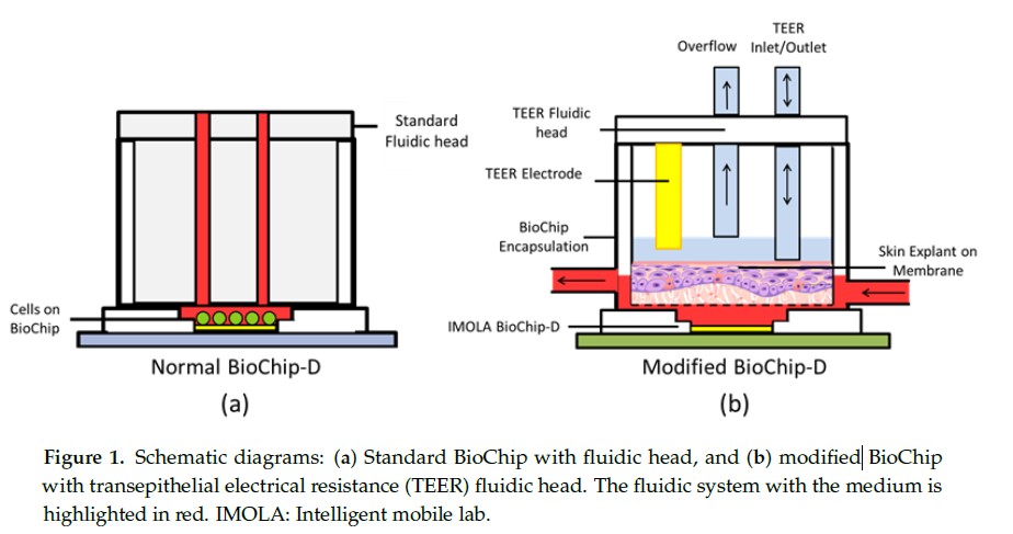 类器官代谢分析仪:实时监测皮肤类器官的细胞层电阻和细胞外酸化率