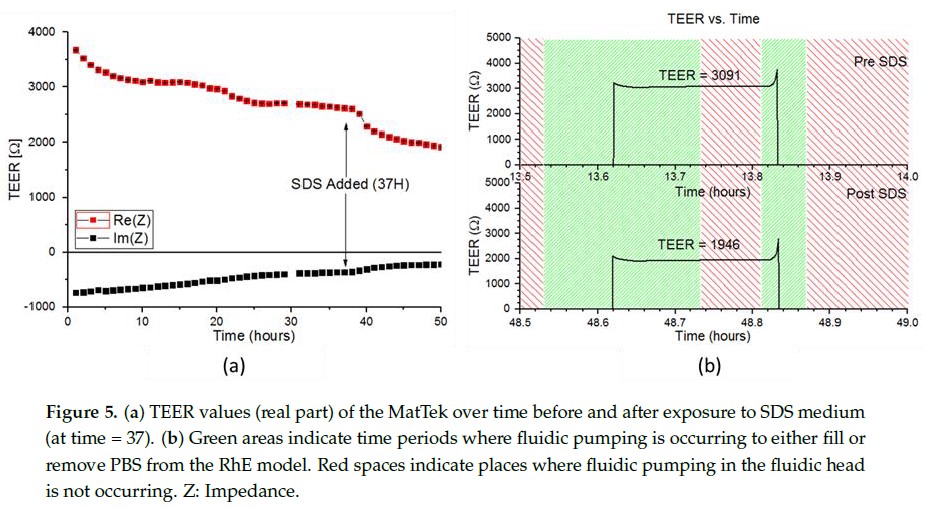 类器官代谢分析仪:实时监测皮肤类器官的细胞层电阻和细胞外酸化率