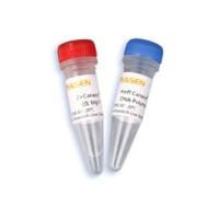 Hieff Canace 高保真DNA聚合酶