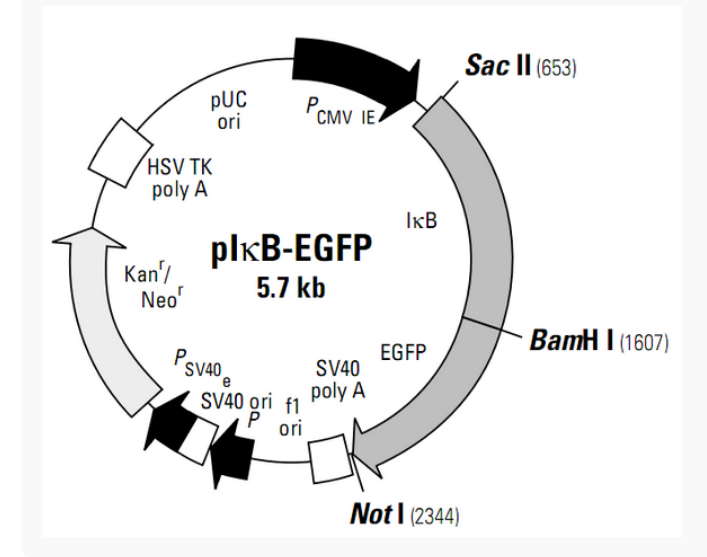 pIkB-EGFP人源基因质粒