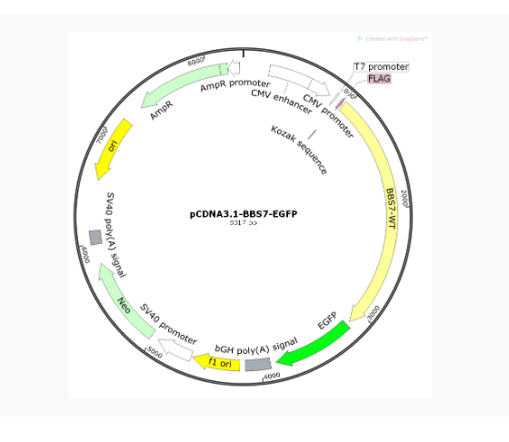 pCDNA3.1-BBS7-EGFP人源基因质粒