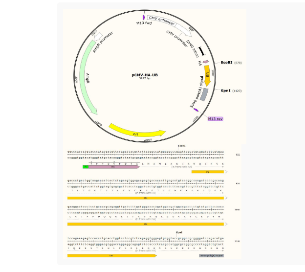 pCMV-HA-Ub人源基因质粒