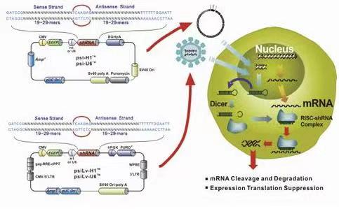 pCDNA3.1-Zeo-GPR35人源基因质粒