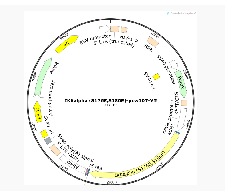 IKKalpha (S176ES180E)-pcw107-V