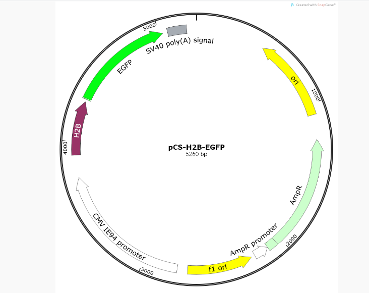 pCS-H2B-EGFP人源基因质粒