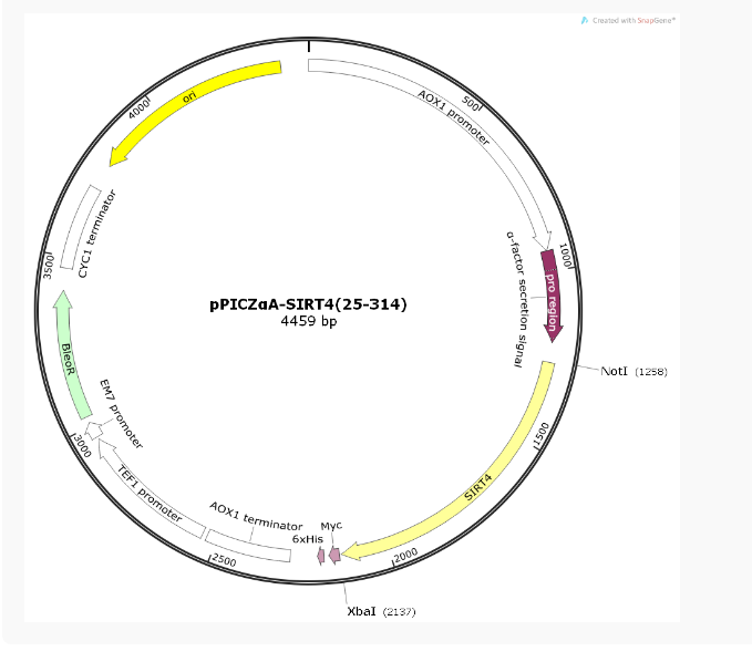 pPICZαA-SIRT4(25-314)人源基因质粒