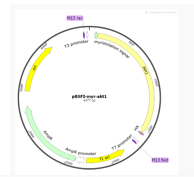 pBSFI-myr-akt1小鼠基因质粒
