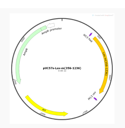 pUC57s-Lox-m(356-1236bp)小鼠基因质粒