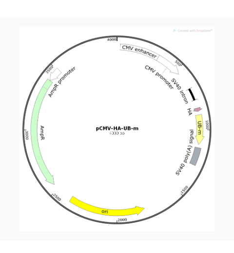 pCMV-HA-Ub-m小鼠基因质粒