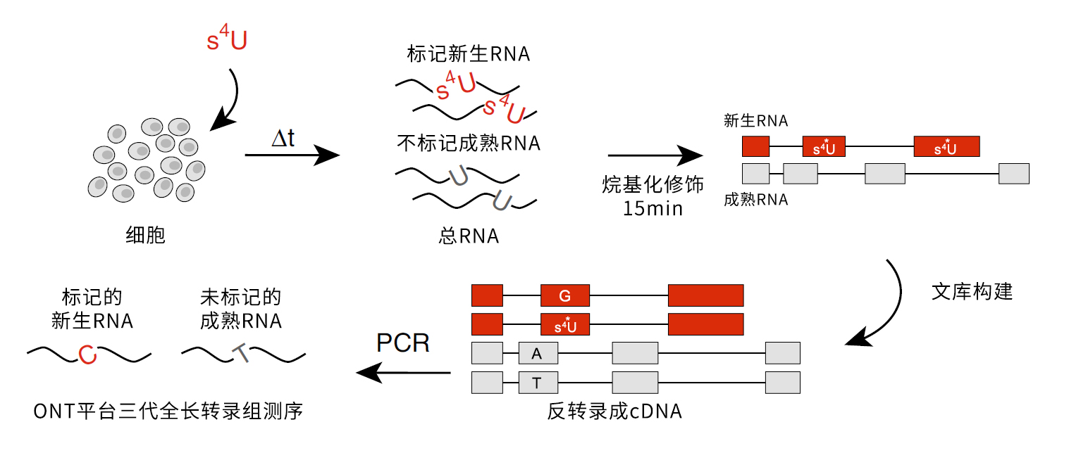 ISO-SLAM-seq：全长RNA代谢测序服务