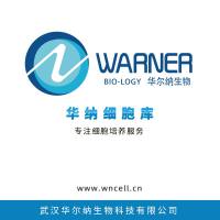 HeLa细胞PARP14基因点突变细胞株