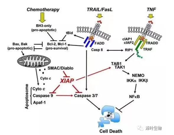 细胞凋亡的信号通路