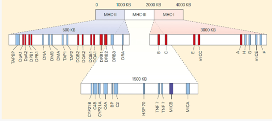 一文掌握 MHC 四聚体(MHC Tetramer)