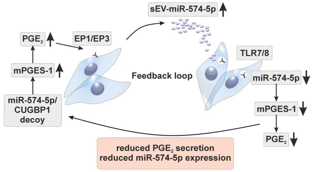 miRNA新研究进展盘点（20211009）