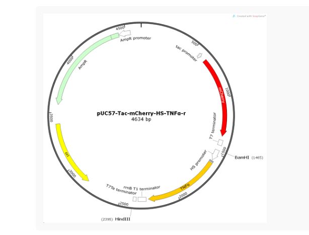 pExpress-Beclin1-r大鼠基因质粒