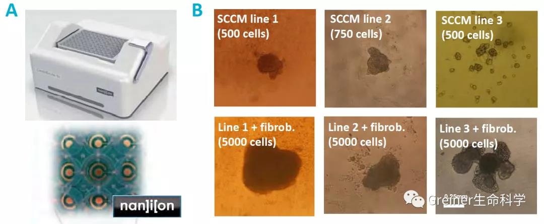 多能干细胞诱导的心肌细胞球电生理研究