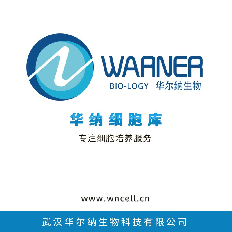 Walker/LLC-WRC 256大鼠腹水癌细胞系