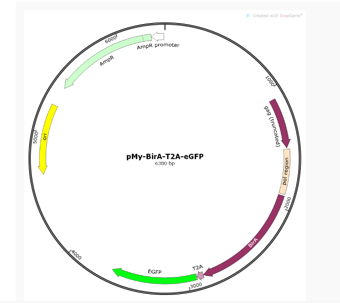 pMy-BirA-T2A-eGFP生物素酶基因质粒