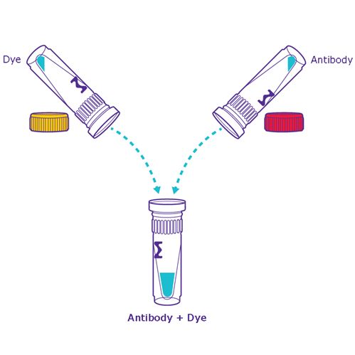ColorWheel™ Antibody-Ready iFluor™ 647 Dye