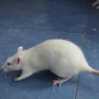 大鼠痛风模型构建服务
