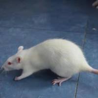 宫颈癌动物模型实验